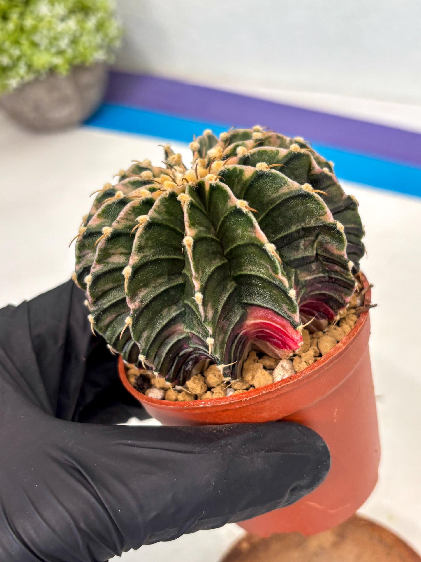 Gymnocalycium LB Hybrid (gy2) (b3) | Imported Plants