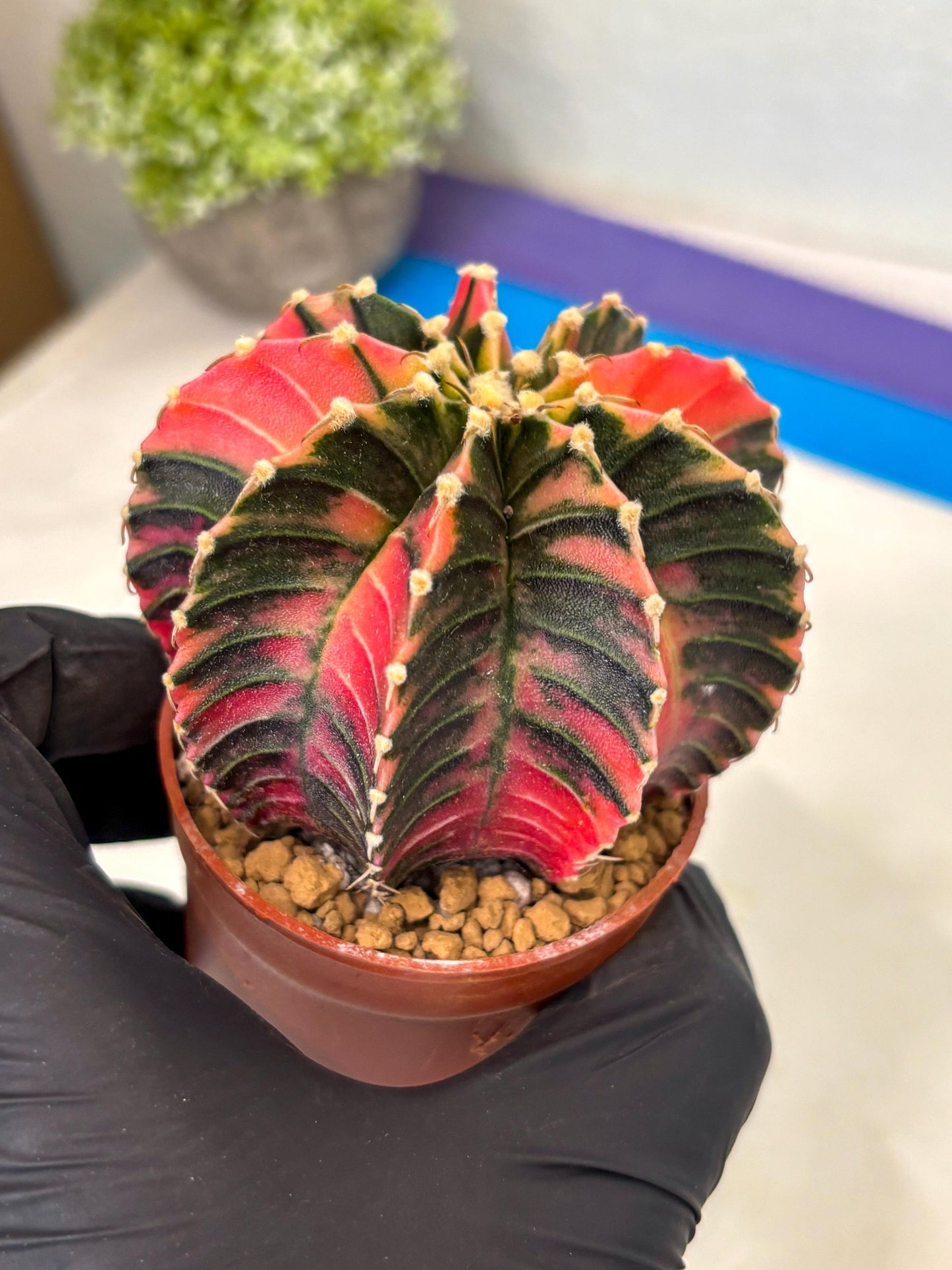 Gymnocalycium LB Hybrid (gy2) (b4) | Imported Plants