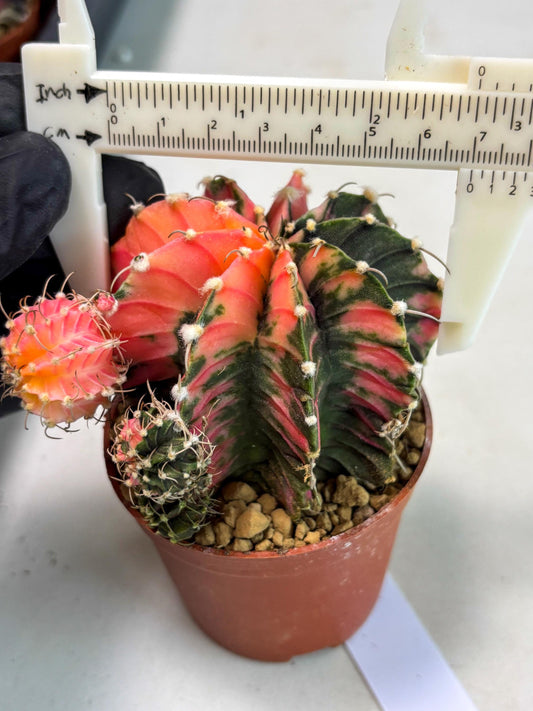 Gymnocalycium LB Hybrid (gy2) (b6) | Imported Plants