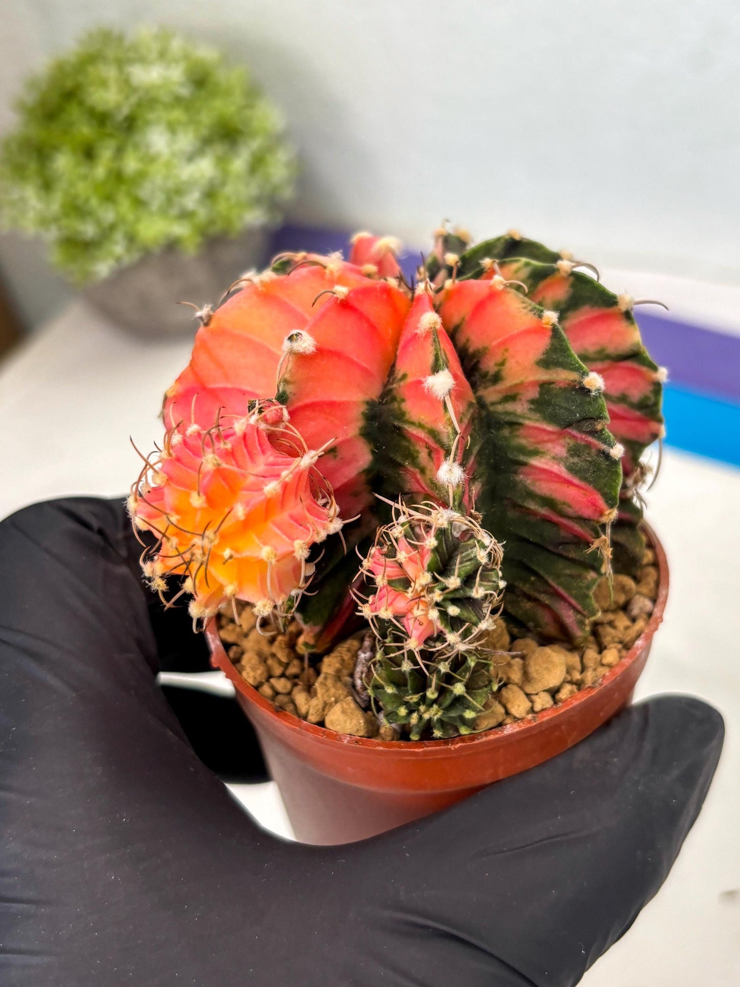 Gymnocalycium LB Hybrid (gy2) (b6) | Imported Plants