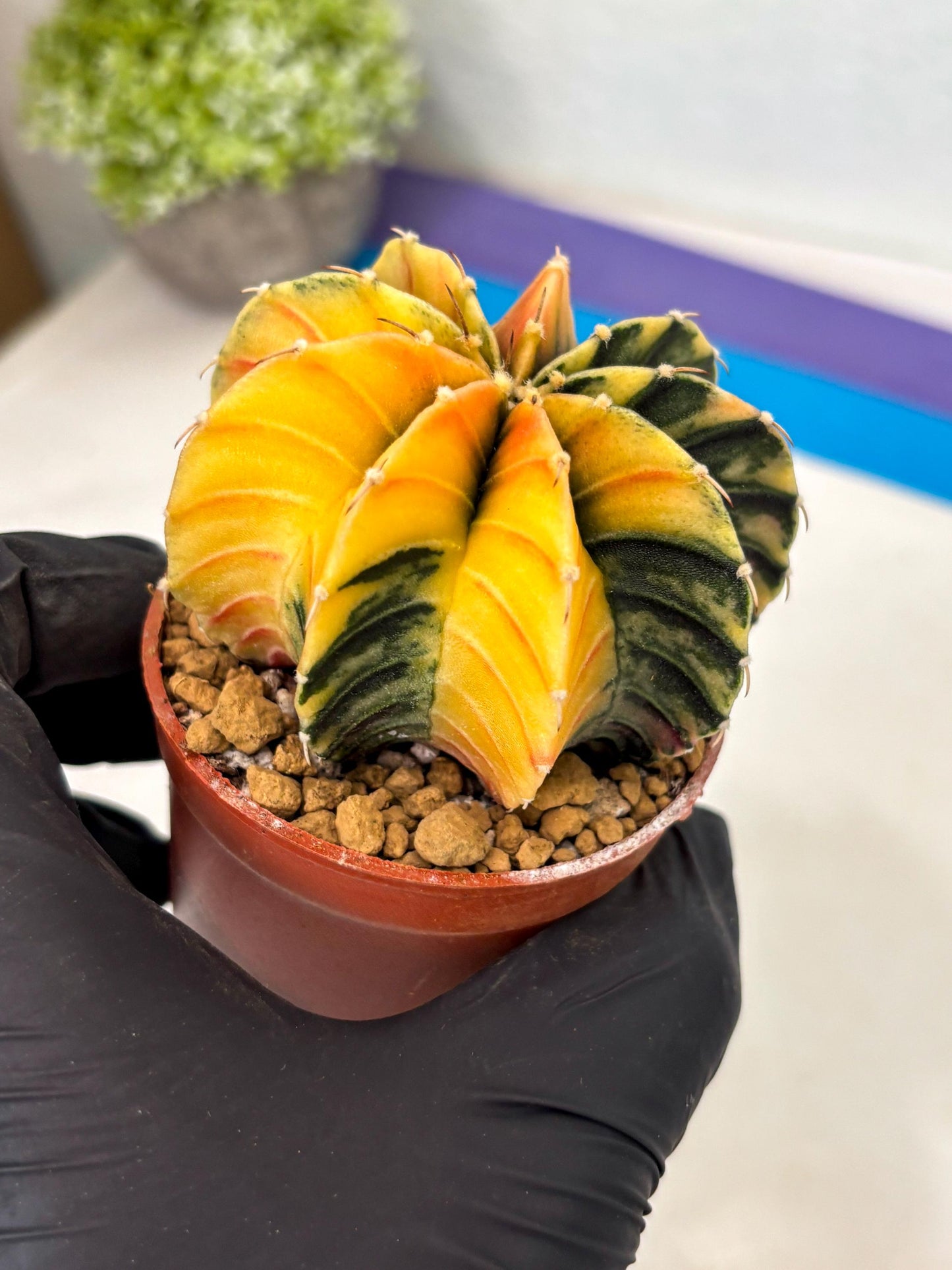 Gymnocalycium LB Hybrid (gy2) (y2) | Imported Plants