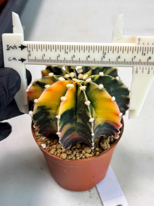 Gymnocalycium LB Hybrid (gy2) (y3) | Imported Plants