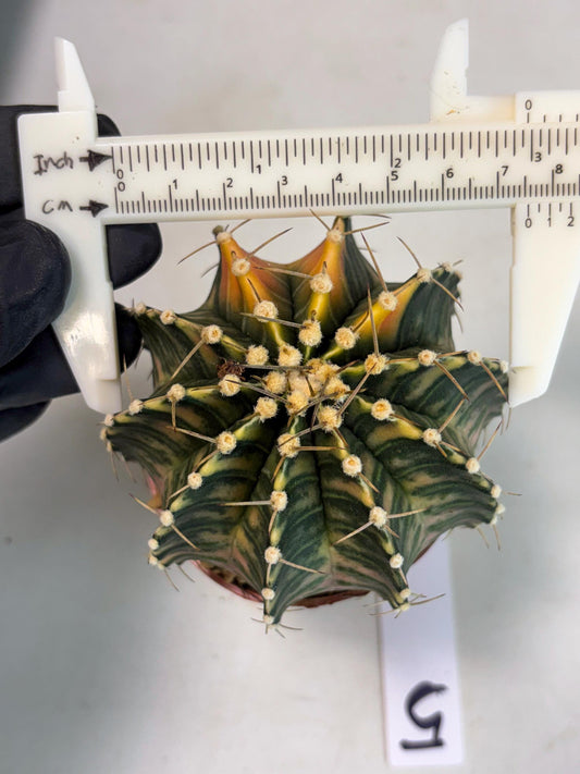 Gymnocalycium LB Hybrid (gy2) (y5) | Imported Plants