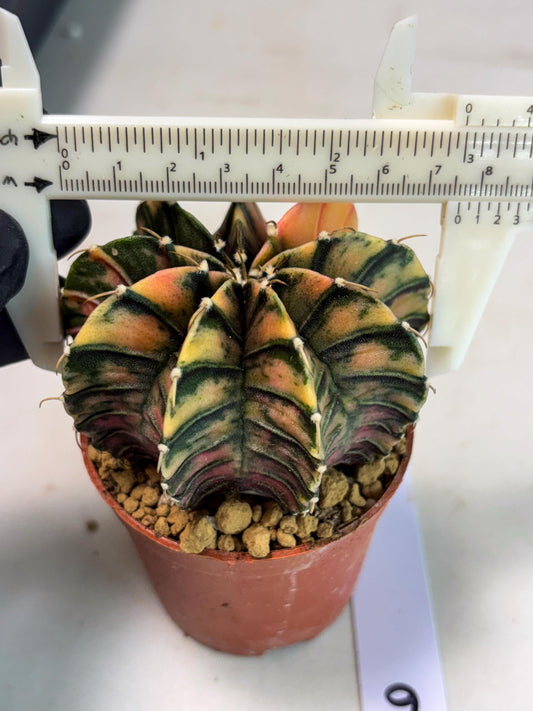 Gymnocalycium LB Hybrid (gy2) (y6) | Imported Plants