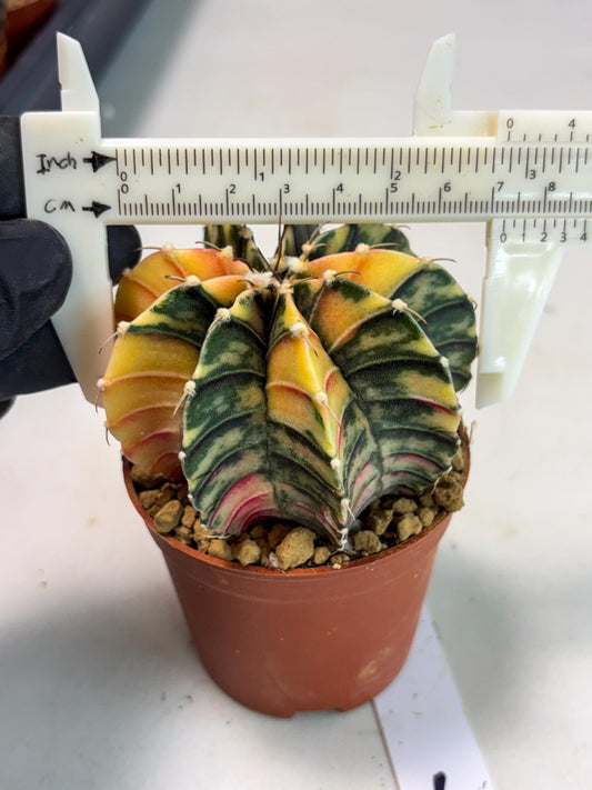 Gymnocalycium LB Hybrid (gy2) (y7) | Imported Plants