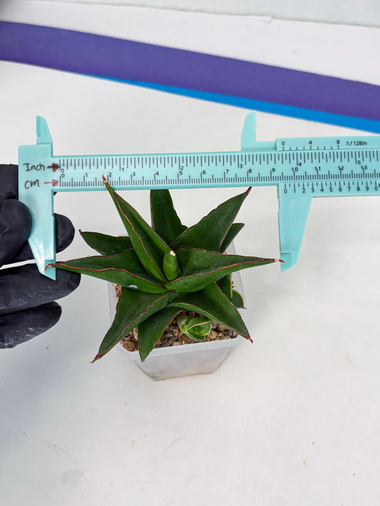 Sansevieria Luna (ba4) (2) | Rare Hybrid Snake plant
