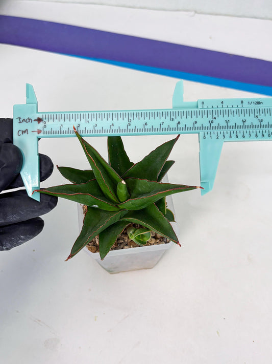 Sansevieria Luna (ba4) (2) | Rare Hybrid Snake plant
