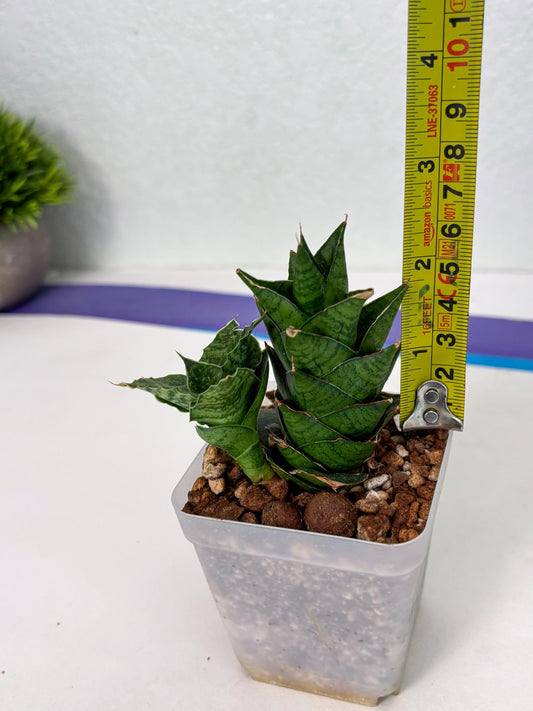 Sansevieria Win Win (ba4) (10) | Dwarf hybrid