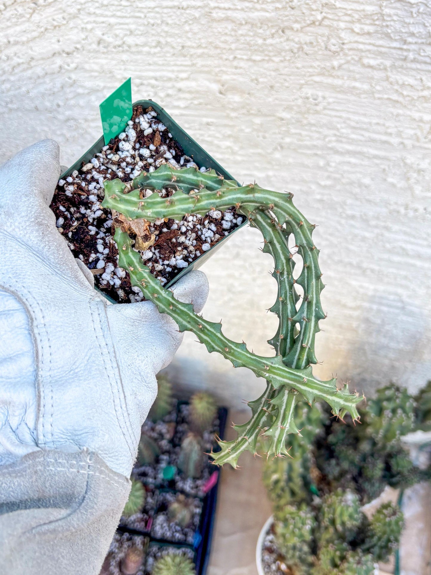 Euphorb knuthii (g) | Rare Cactus