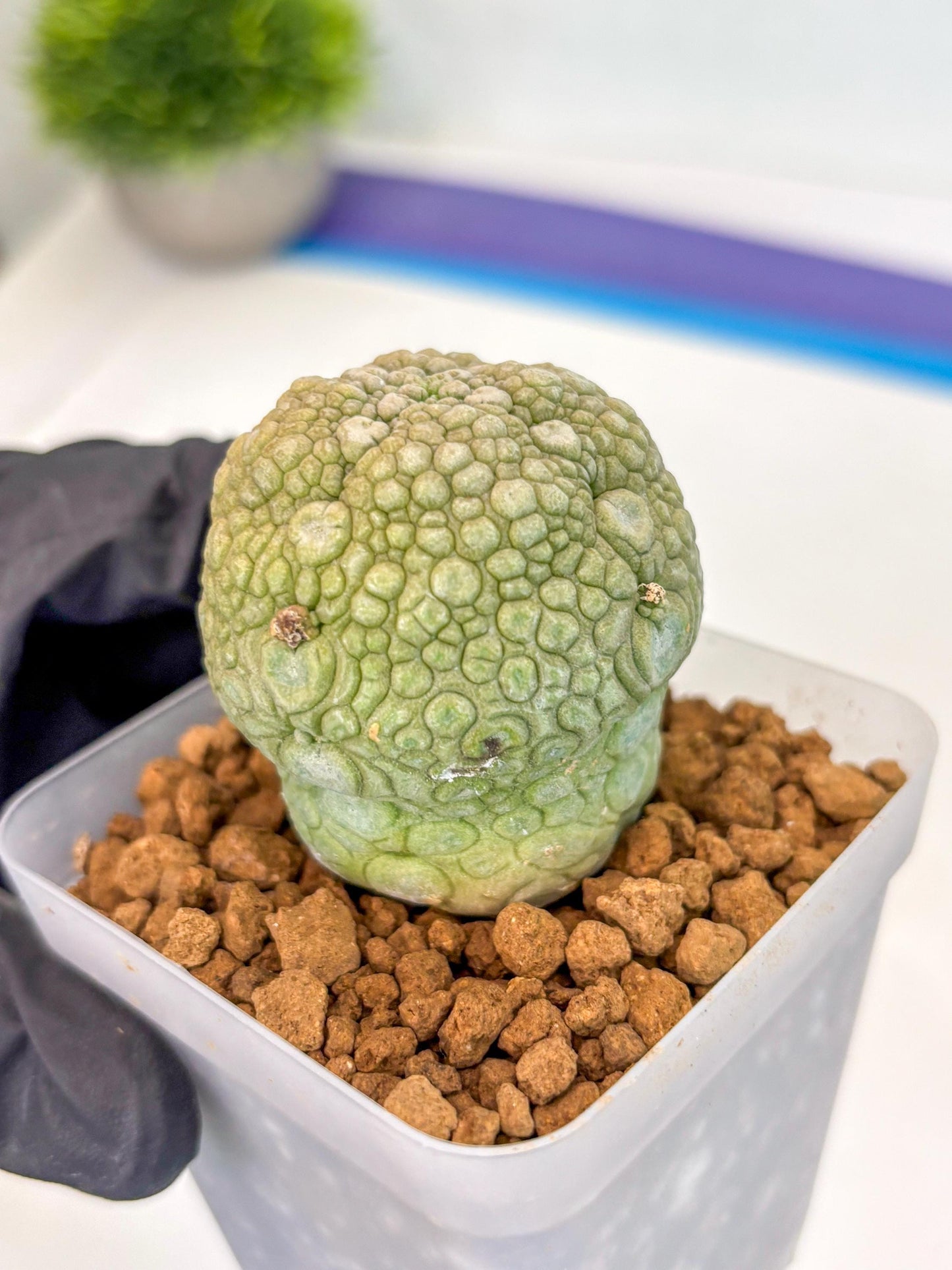 Pseudolithos Migiurtinus (1) | Rare Cactus