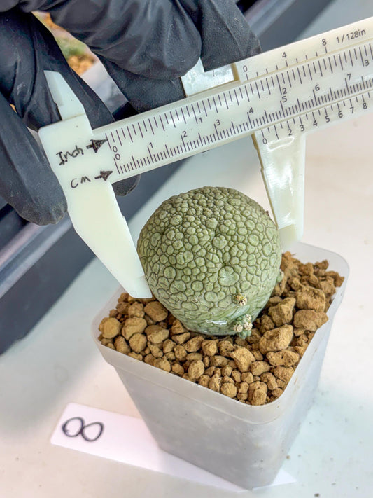 Pseudolithos Migiurtinus (8) | Rare Cactus