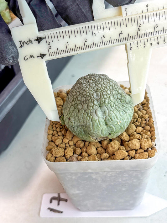 Pseudolithos Migiurtinus (17) | Rare Cactus