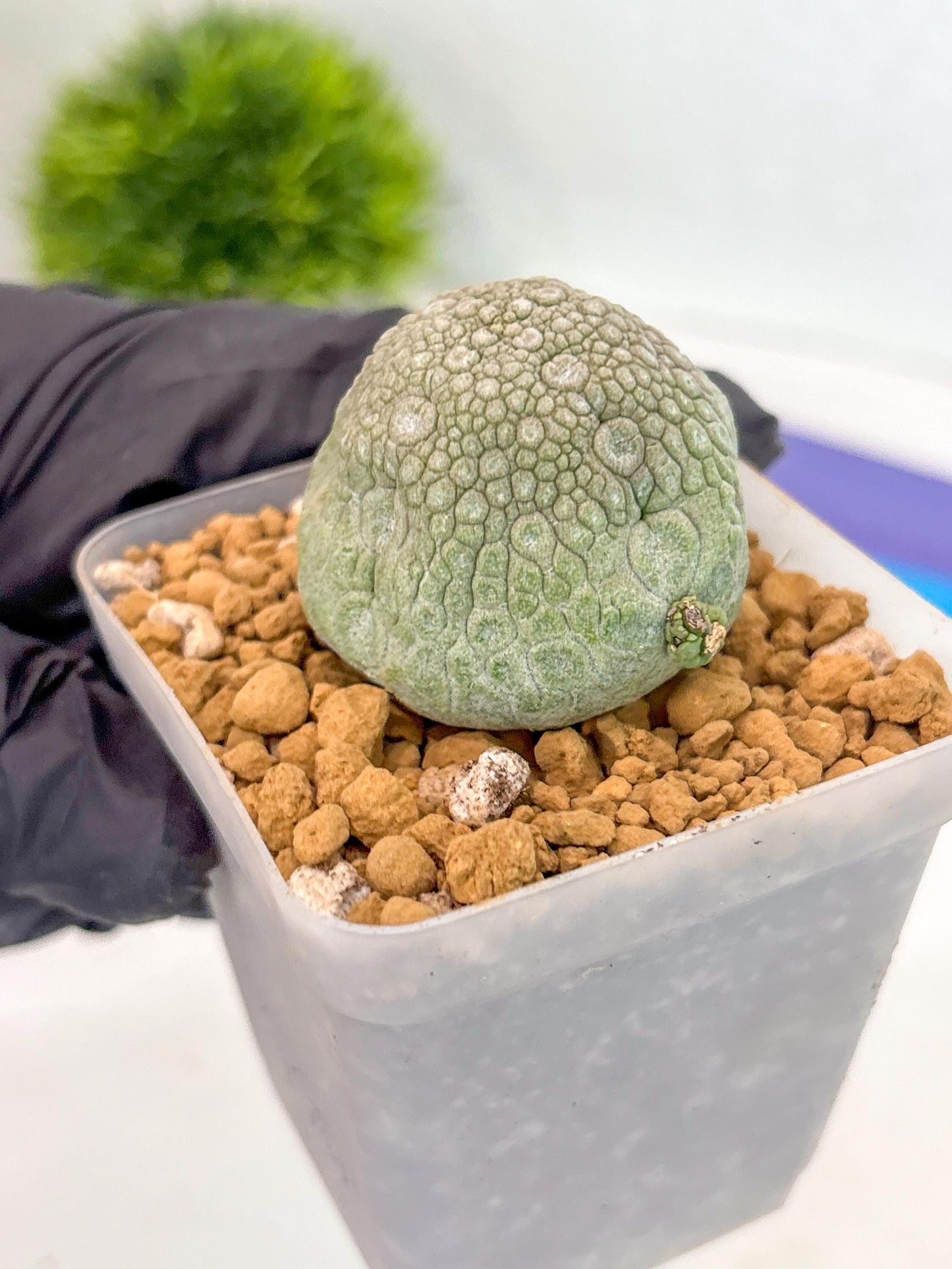 Pseudolithos Migiurtinus (17) | Rare Cactus