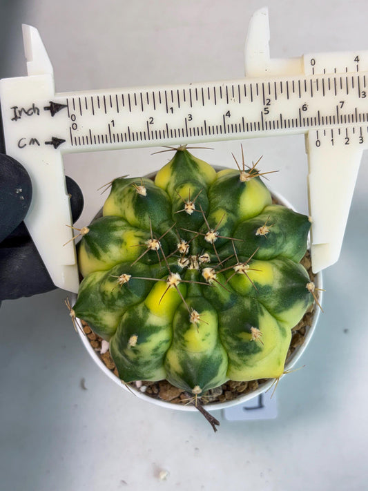 Gymnocalycium Amber (gy6) (g5) | Rare Hybrids