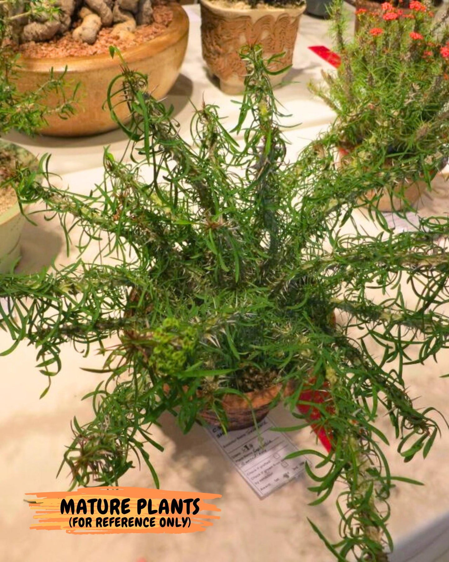 Euphorb Genoudiana (8) | imported Plants