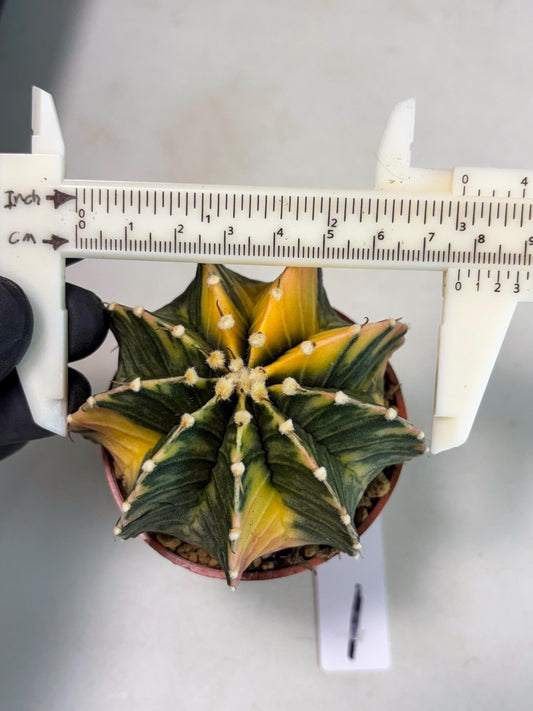 Gymnocalycium Lb Hybrid (gy3) (r1) | Imported Plants