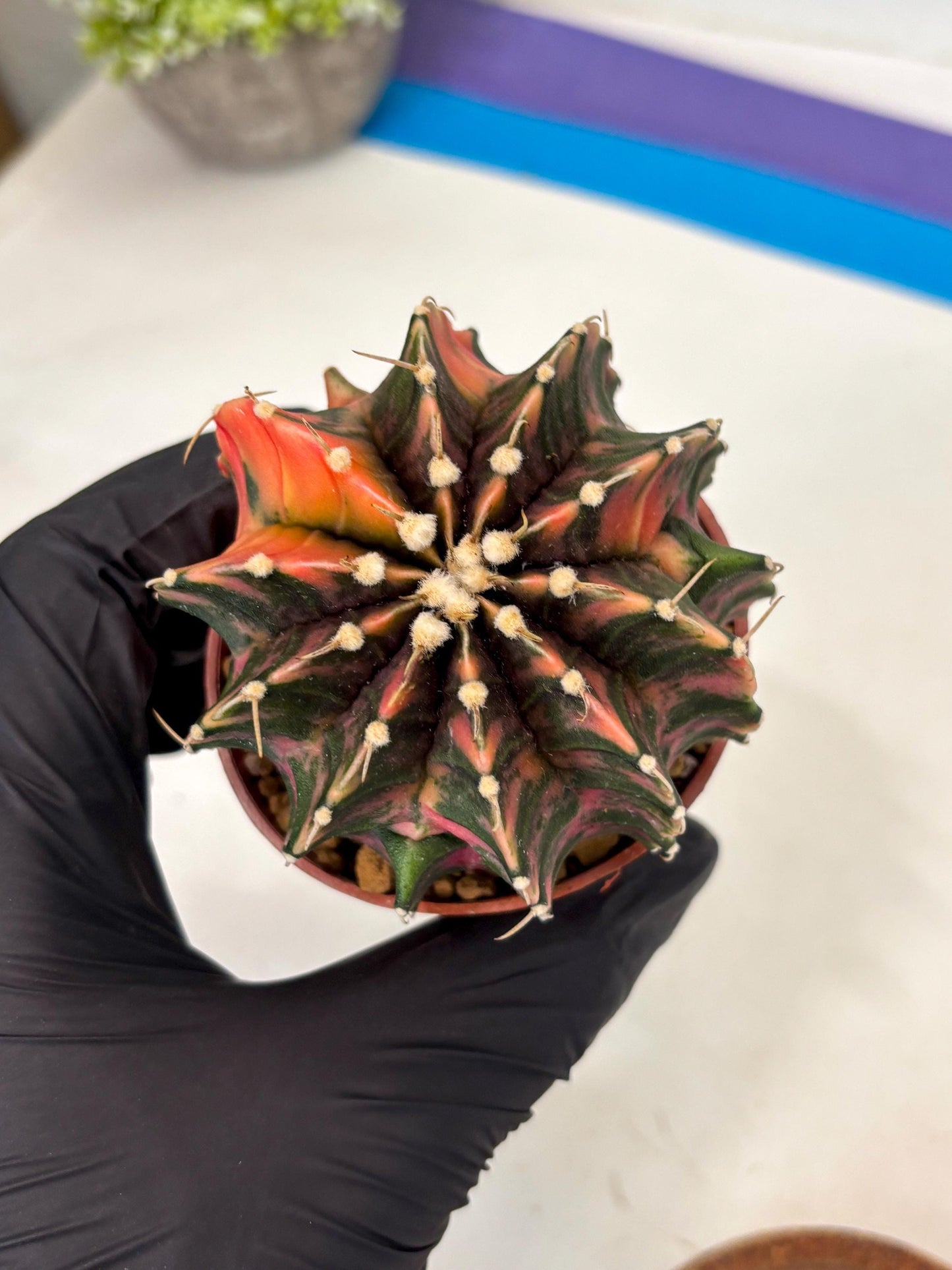 Gymnocalycium Lb Hybrid (gy3) (r2) | Imported Plants