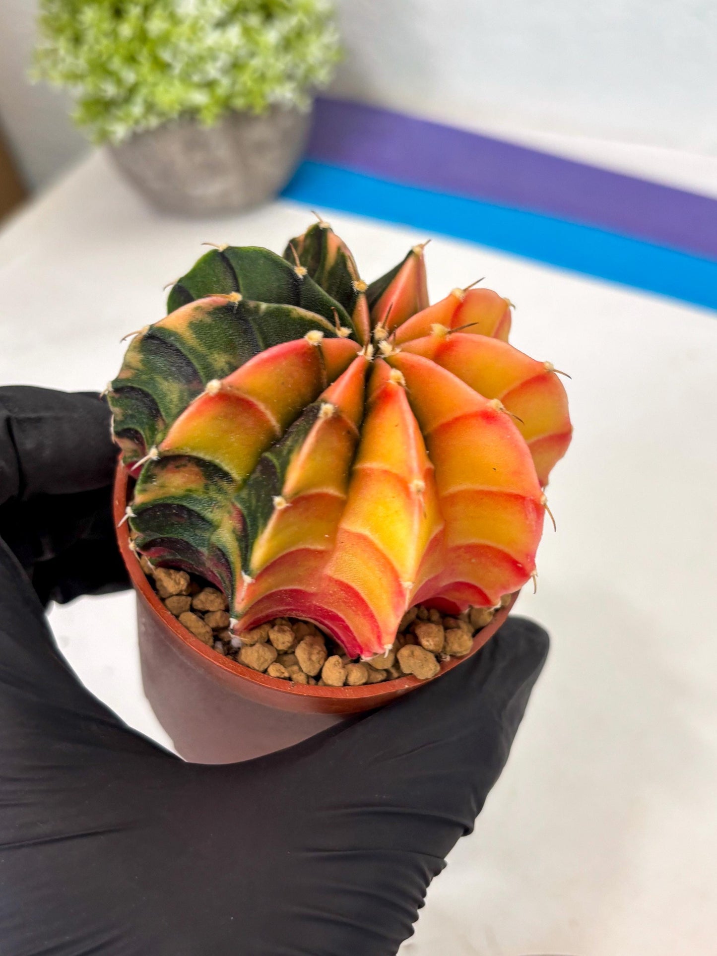 Gymnocalycium Lb Hybrid (gy3) (r3) | Imported Plants