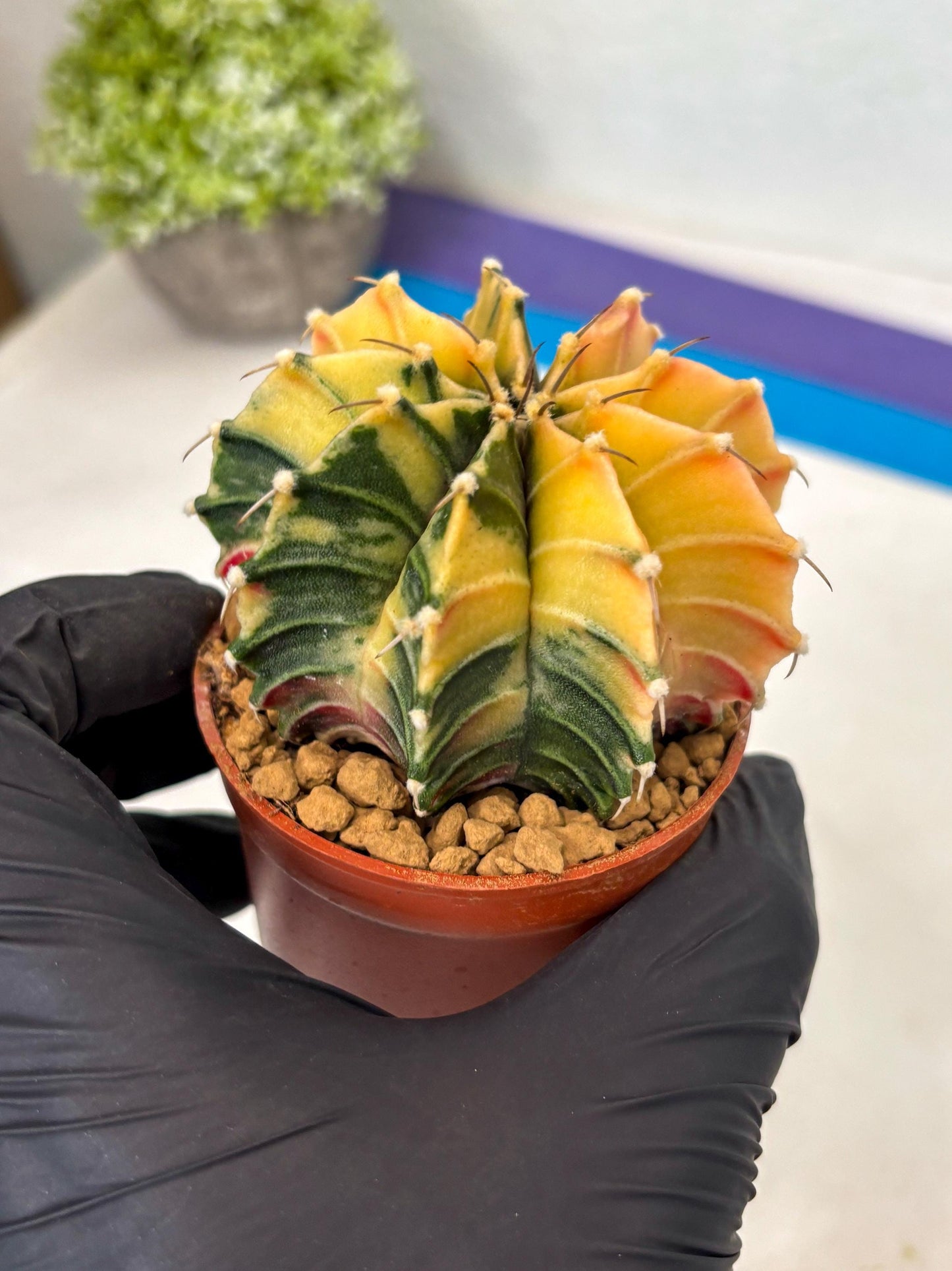 Gymnocalycium Lb Hybrid (gy3) (r4) | Imported Plants
