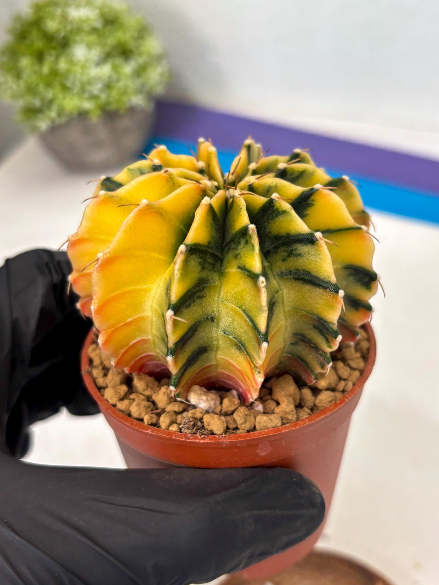 Gymnocalycium Lb Hybrid (gy3) (r5) | Imported Plants