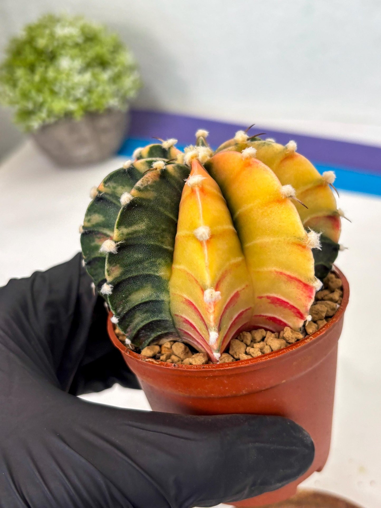 Gymnocalycium Lb Hybrid (gy3) (r6) | Imported Plants
