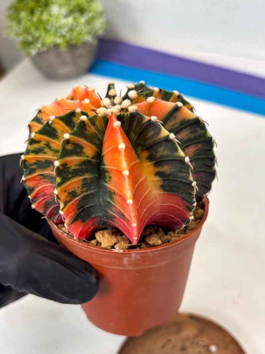 Gymnocalycium Lb Hybrid (gy3) (b2) | Imported Plants