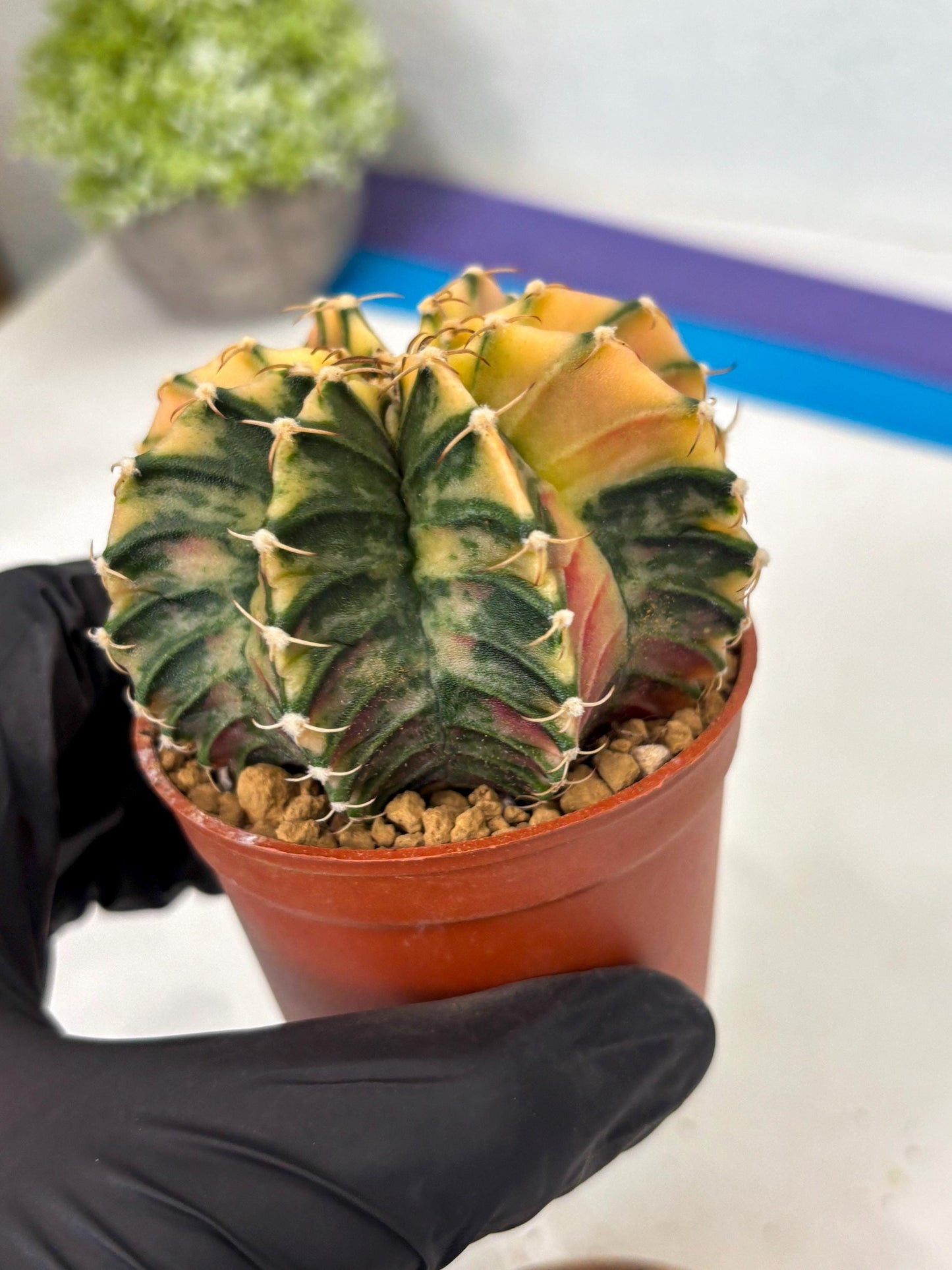 Gymnocalycium Lb Hybrid (gy3) (b3) | Imported Plants