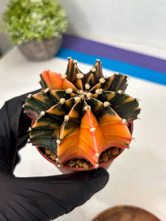 Gymnocalycium Lb Hybrid (gy3) (b5) | Imported Plants