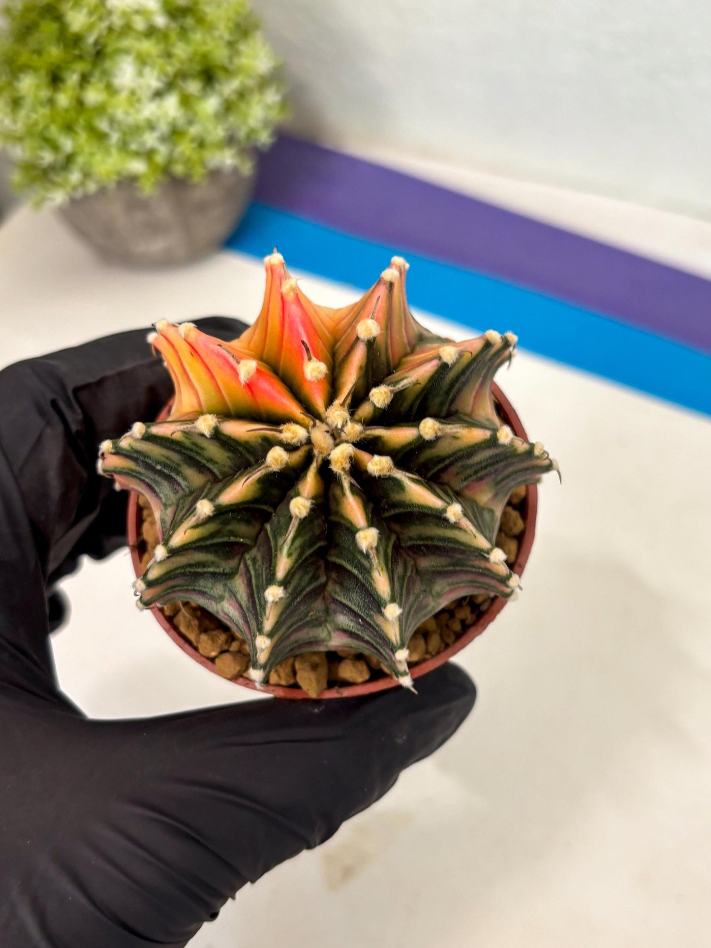 Gymnocalycium Lb Hybrid (gy3) (b7) | Imported Plants