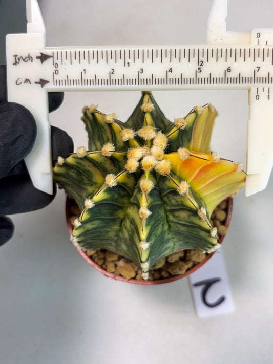 Gymnocalycium Lb Hybrid (gy3) (y2) | Imported Plants