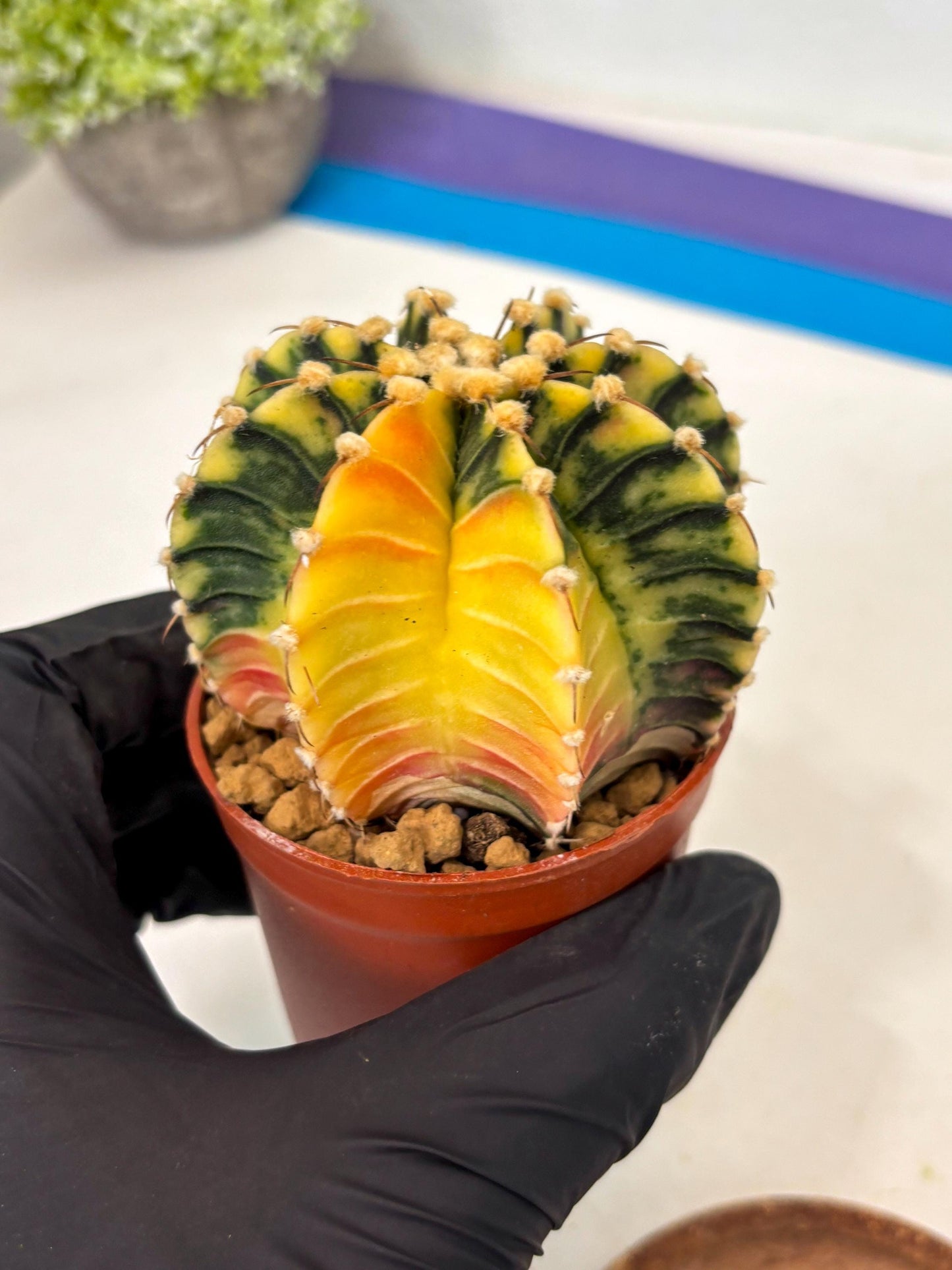 Gymnocalycium Lb Hybrid (gy3) (y2) | Imported Plants