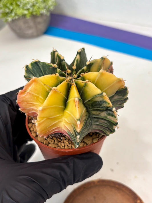 Gymnocalycium Lb Hybrid (gy3) (y5) | Imported Plants