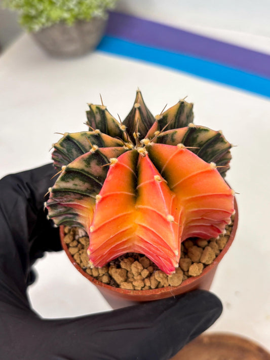 Gymnocalycium Lb Hybrid (gy3) (y6) | Imported Plants