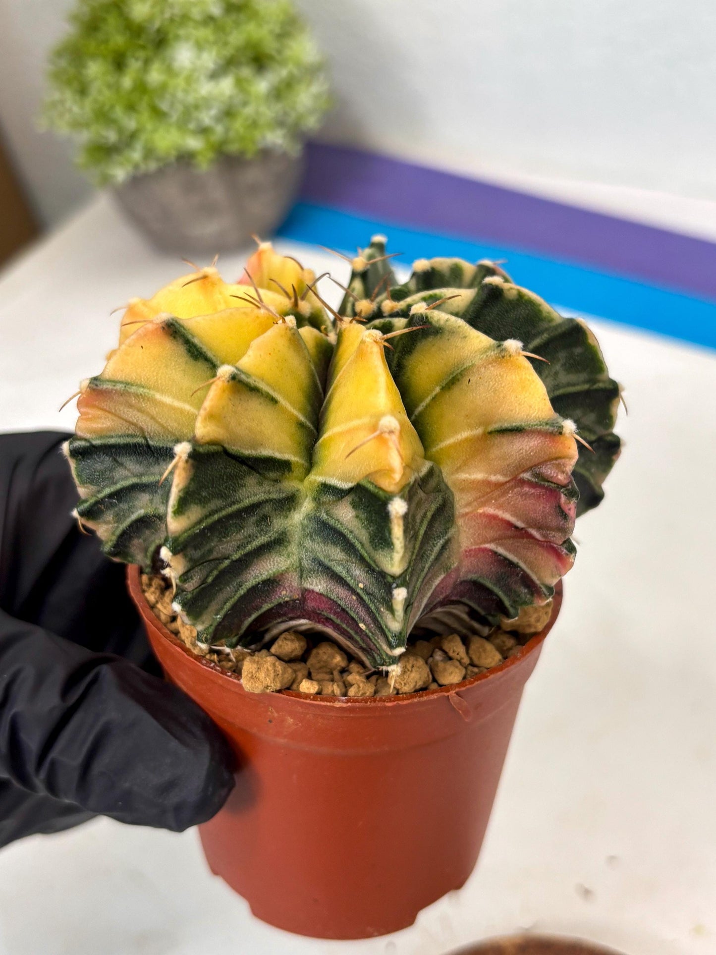 Gymnocalycium Lb Hybrid (gy3) (y5) | Imported Plants