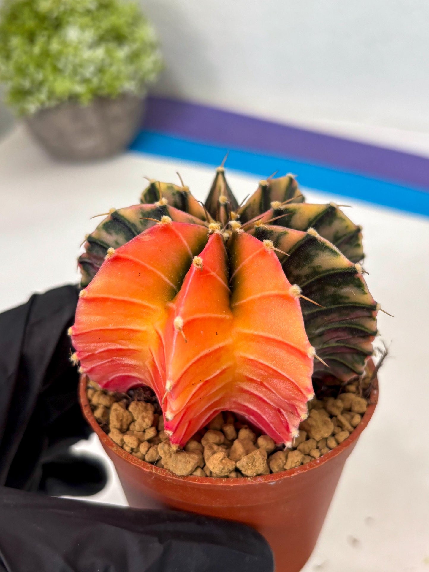 Gymnocalycium Lb Hybrid (gy3) (y6) | Imported Plants