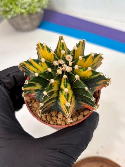 Gymnocalycium Lb Hybrid (gy3) (y7) | Imported Plants