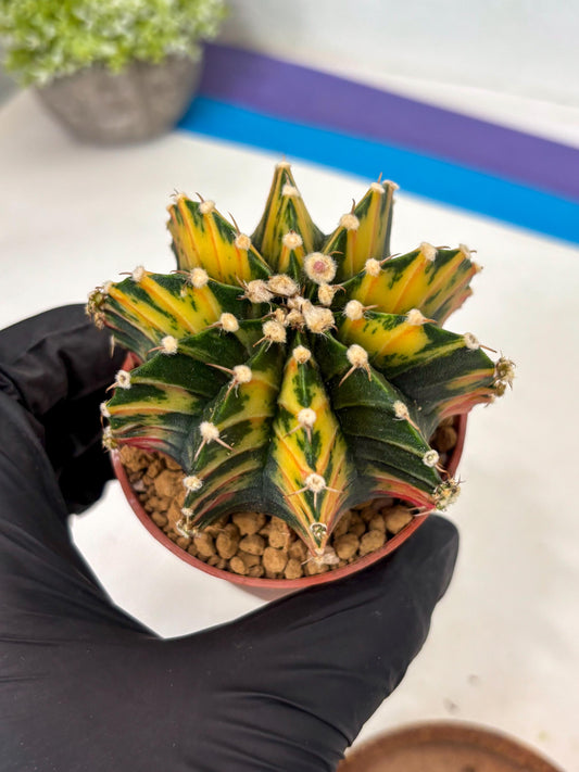 Gymnocalycium Lb Hybrid (gy3) (y7) | Imported Plants