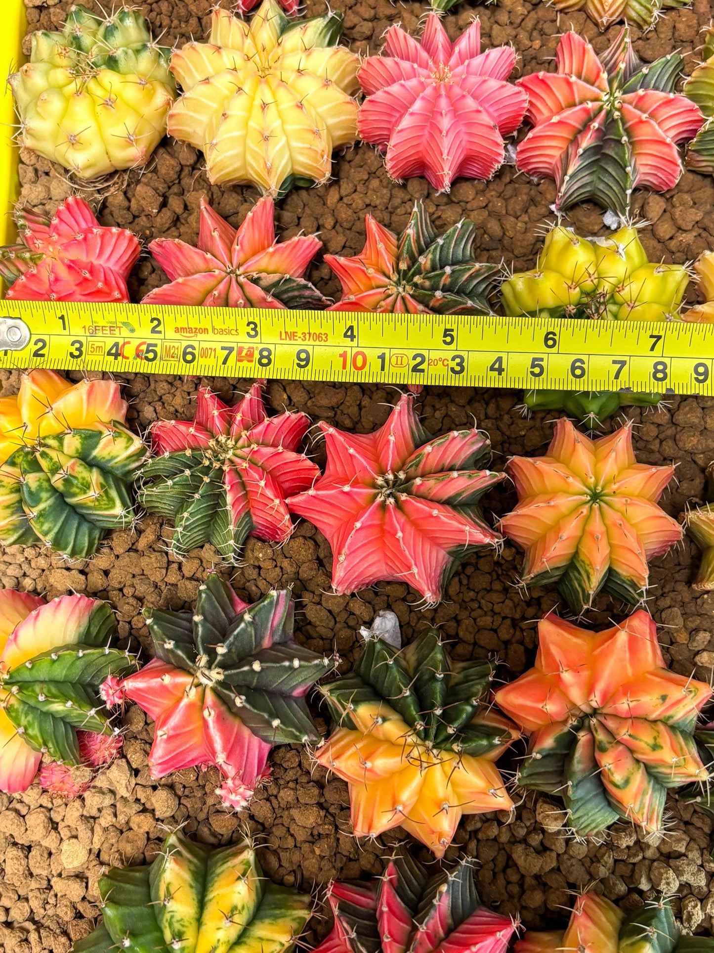 Gymnocalycium Var | Sellers choice | Great for beginners | 1.2~1.5Inch