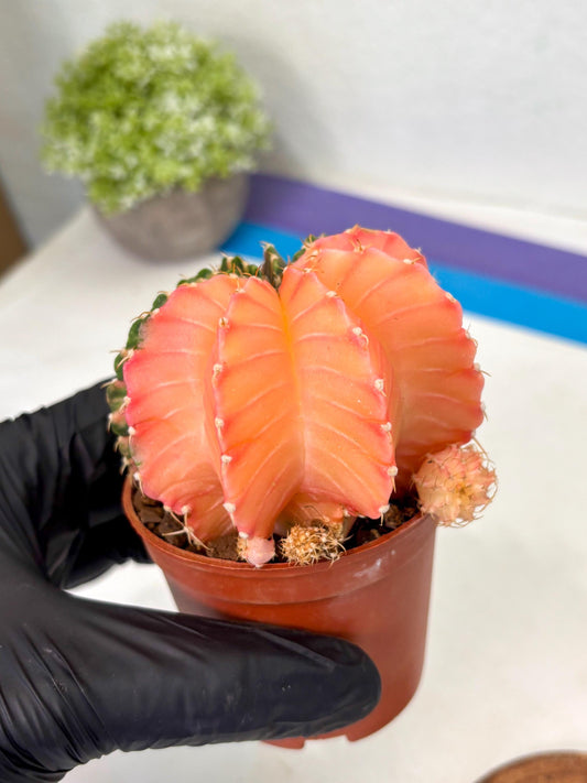 Gymnocalycium Lb Hybrid (gy4) (g4) | Imported Plants