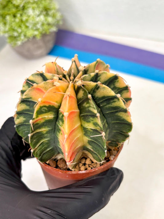 Gymnocalycium Lb Hybrid (gy4) (g6) | Imported Plants