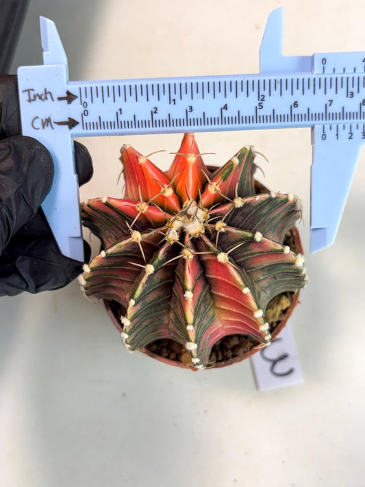 Gymnocalycium Lb Hybrid (gy4) (p3) | Imported Plants