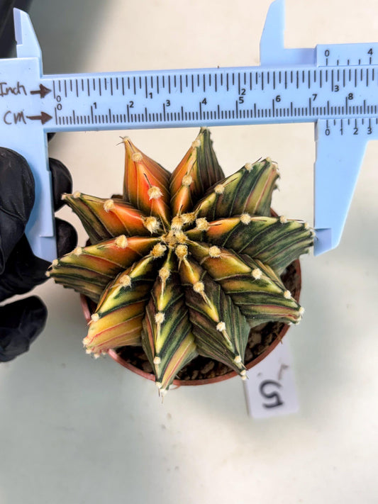 Gymnocalycium Lb Hybrid (gy4) (p5) | Imported Plants