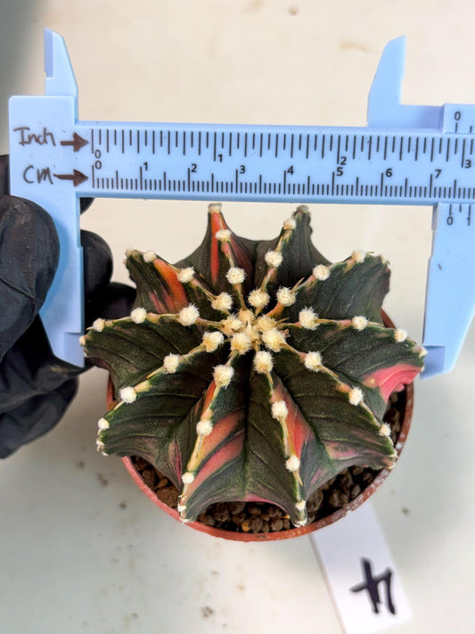 Gymnocalycium Lb Hybrid (gy5) (y4) | Imported Plants