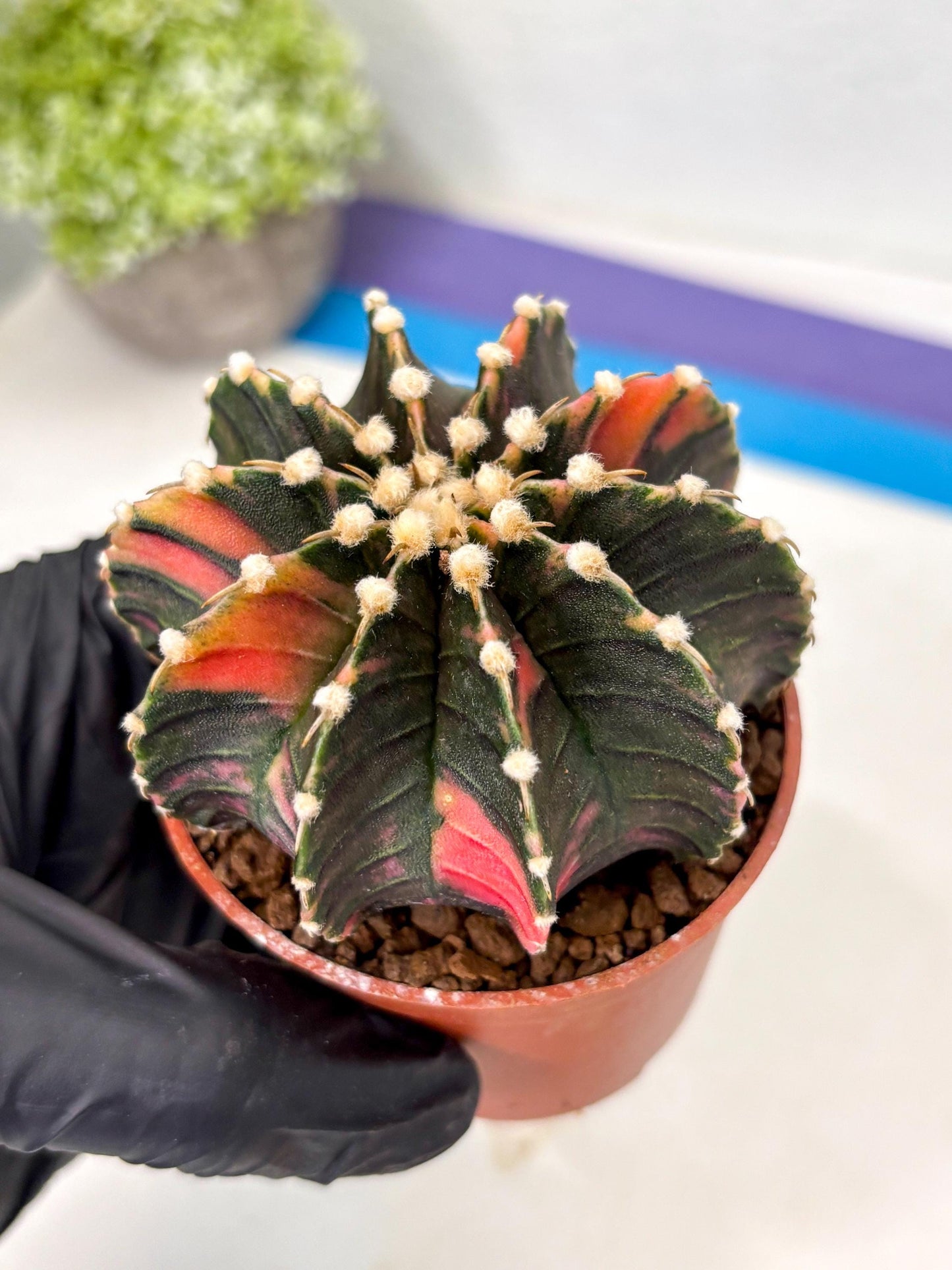 Gymnocalycium Lb Hybrid (gy5) (y4) | Imported Plants