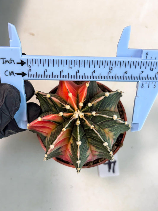 Gymnocalycium Lb Hybrid (gy5) (g4) | Imported Plants