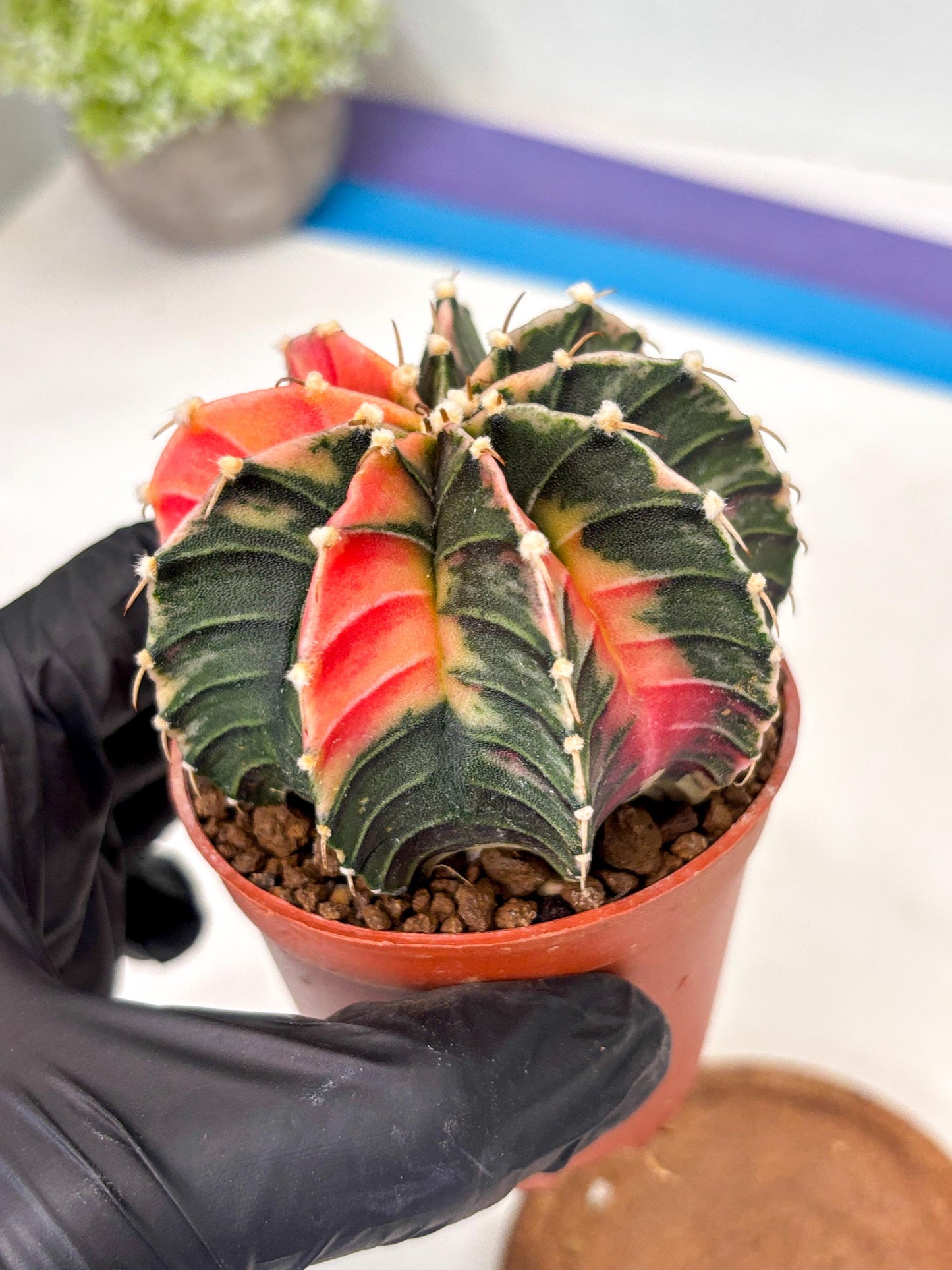 Gymnocalycium Lb Hybrid (gy5) (g4) | Imported Plants