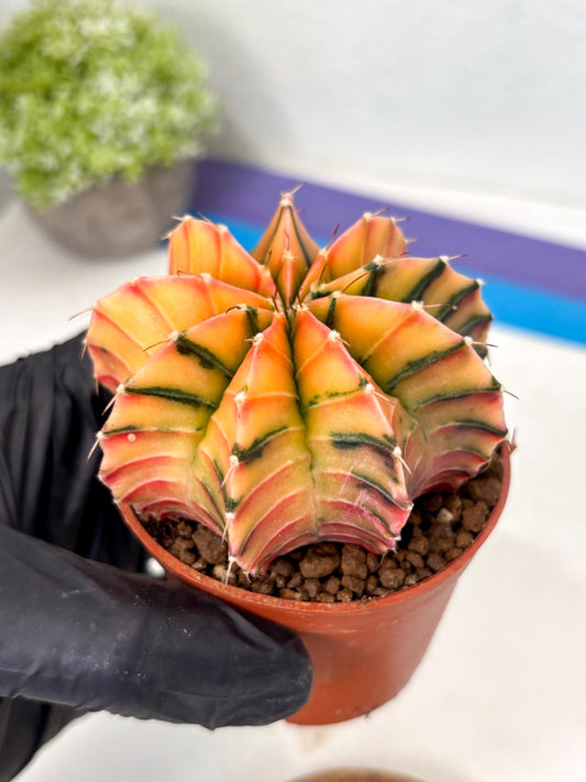 Gymnocalycium Lb Hybrid (gy5) (g6) | Imported Plants