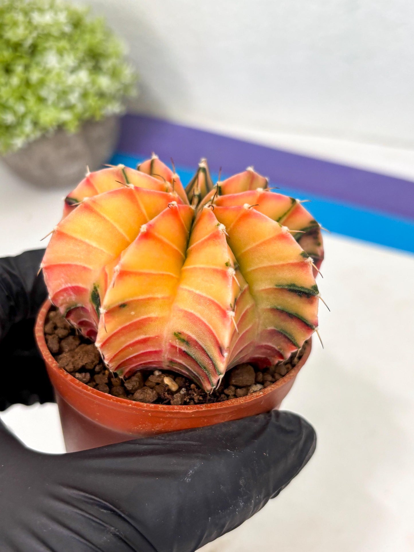 Gymnocalycium Lb Hybrid (gy5) (g6) | Imported Plants