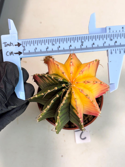 Gymnocalycium Lb Hybrid (gy5) (r2) | Imported Plants