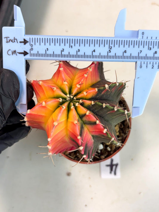 Gymnocalycium Lb Hybrid (gy5) (r4) | Imported Plants